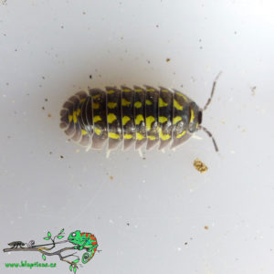 Armadillidium-Gestroi-Blapticas