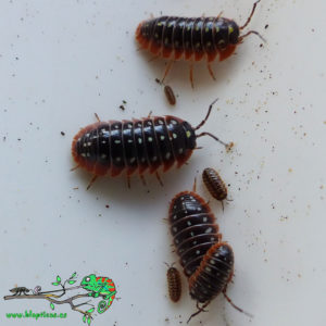 Armadillidium-Klugii-Montenegro-Blapticas