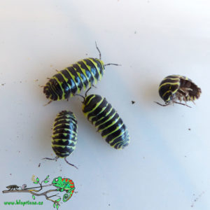 Armadillidium-Maculatum-Yellow-Blapticas