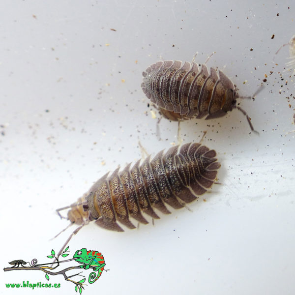 Armadillidium-Peraccae-Blapticas