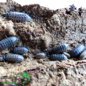 Armadillidium-Sp-Albania-Blapticas