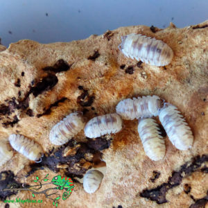 Armadillidium-Sp-Marbleized-Blapticas