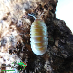 Armadillidium-Vulgare-Albino-T+-Blapticas