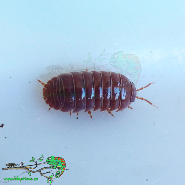 Armadillidium-Vulgare-Santa-Lucia-Red-Blapticas-2