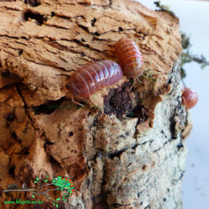 Armadillidium-Vulgare-Santa-Lucia-Red-Blapticas