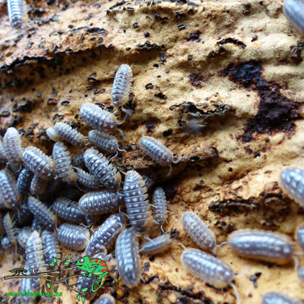 Armadillidium-Werneri-Blapticas