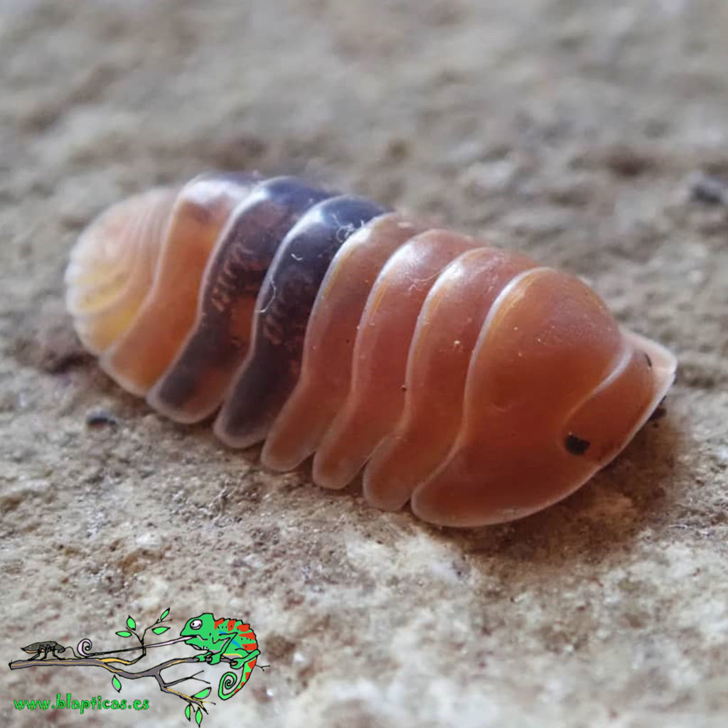 Isópodos – Blapticas