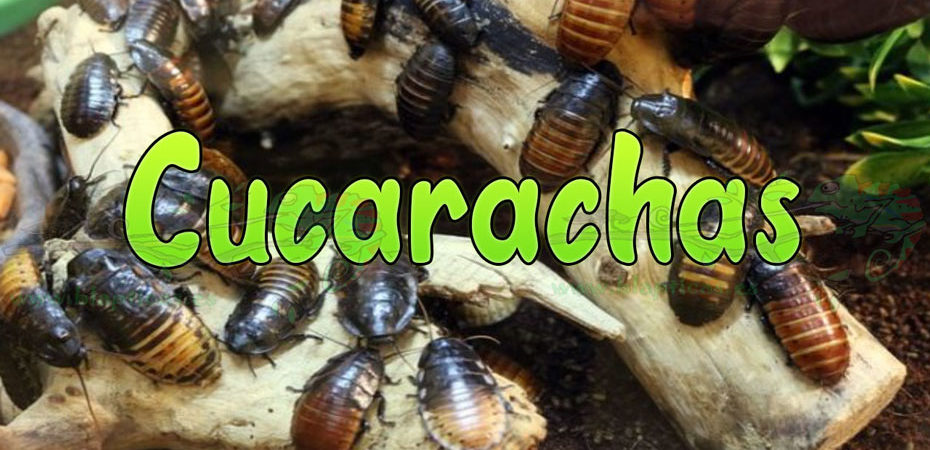 Cucarachas-Blapticas