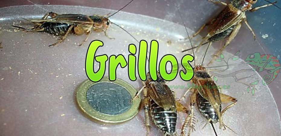 Grillos-Blapticas