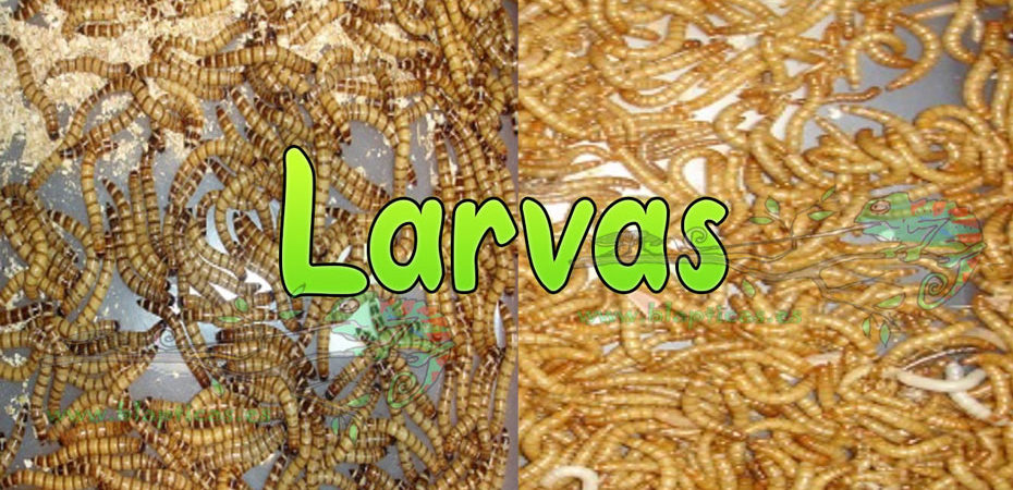 Larvas-Blapticas