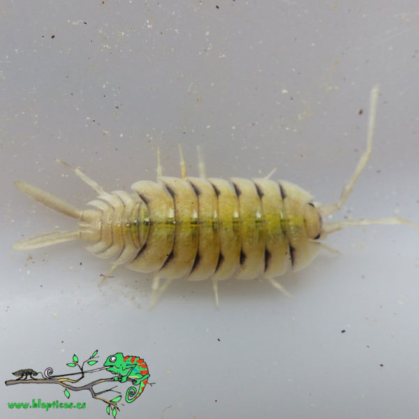 Porcellio-Bolivari-Blapticas