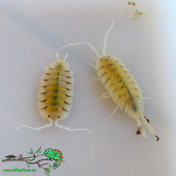 Porcellio-Bolivari-Lemonade-Blapticas