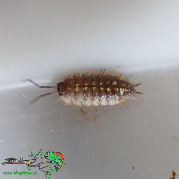 Porcellio-Duboscqui-Troglophila-Blapticas