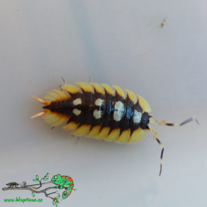 Porcellio-Expansus-Orange-Blapticas