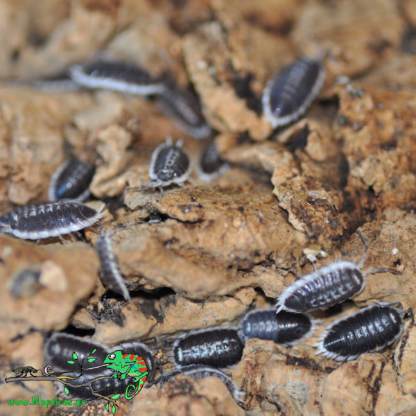 Porcellio-Flavomarginatus-Blapticas