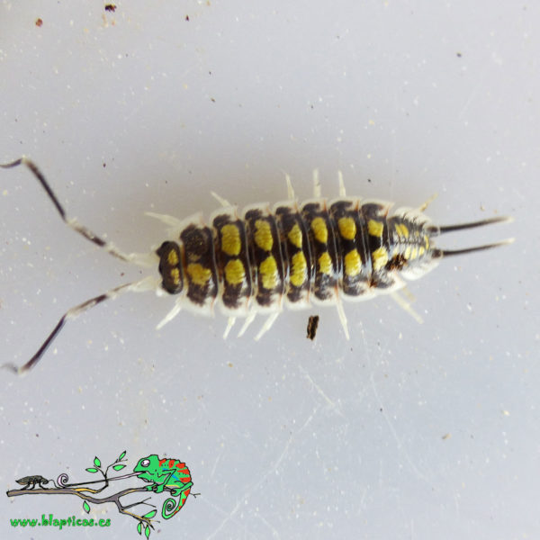 Porcellio-Haasi-Blapticas