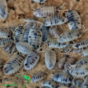 Porcellio-Laevis-Dairy-Cow-Blapticas