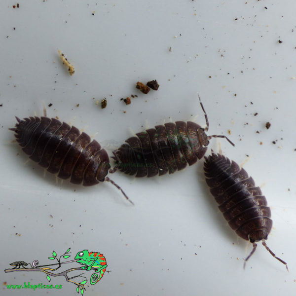 Porcellio-Laevis-Grey-Blapticas-2