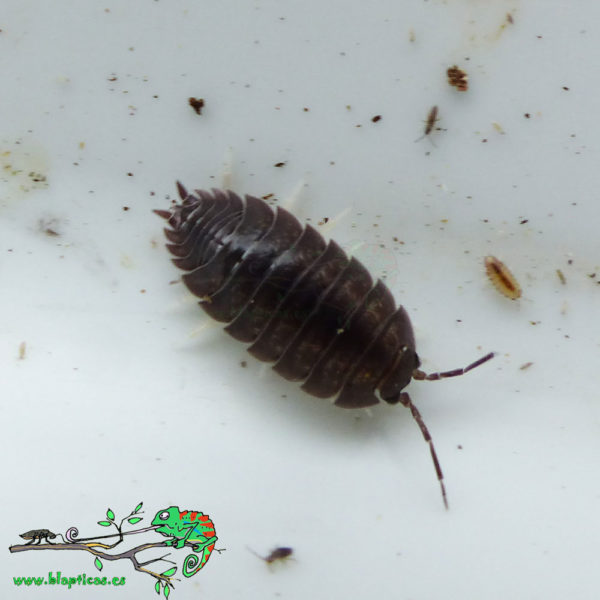 Porcellio-Laevis-Grey-Blapticas