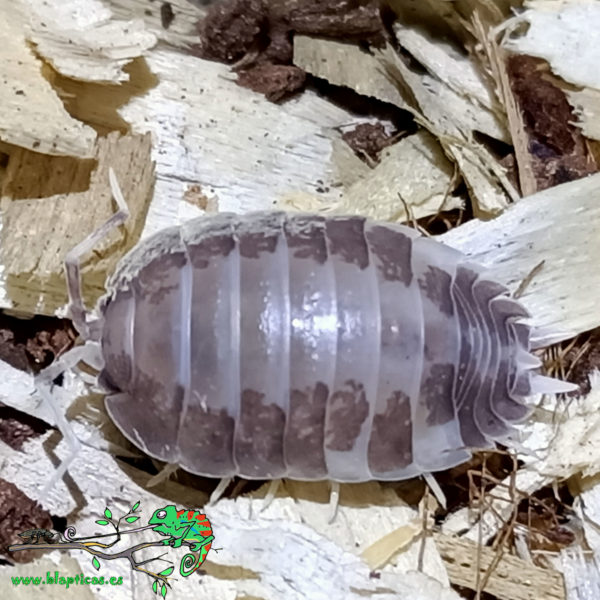 Porcellio-Laevis-Milkback-Blapticas