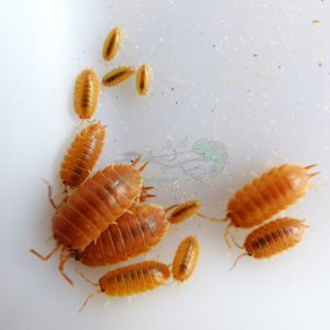 Porcellio-Laevis-Orange-Blapticas