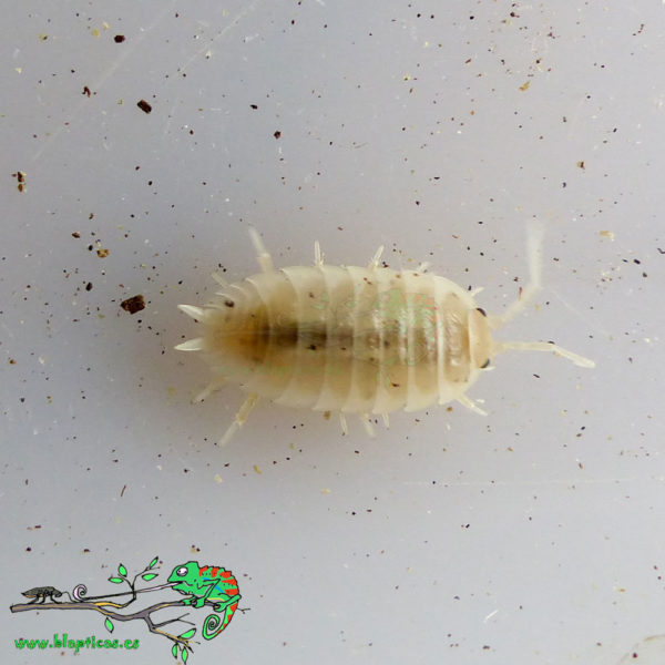 Porcellio-Laevis-White-Blapticas