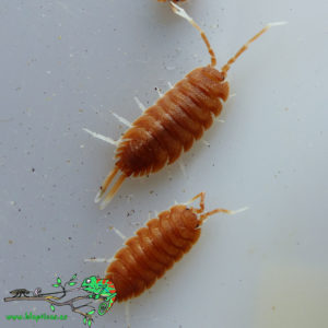 Porcellio-Magnificus-Blapticas