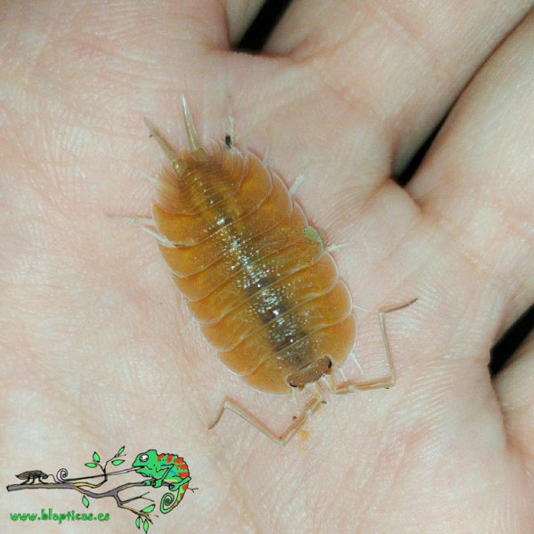 Porcellio-Nicklesi-Orange-Blapticas-2