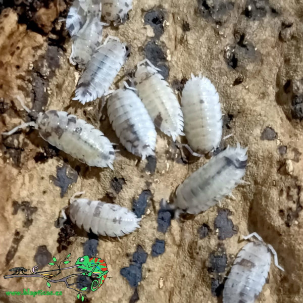 Porcellio-Scaber-Dalmatian-Blapticas