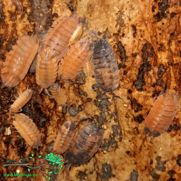 Porcellio-Scaber-Lava-Blapticas-2