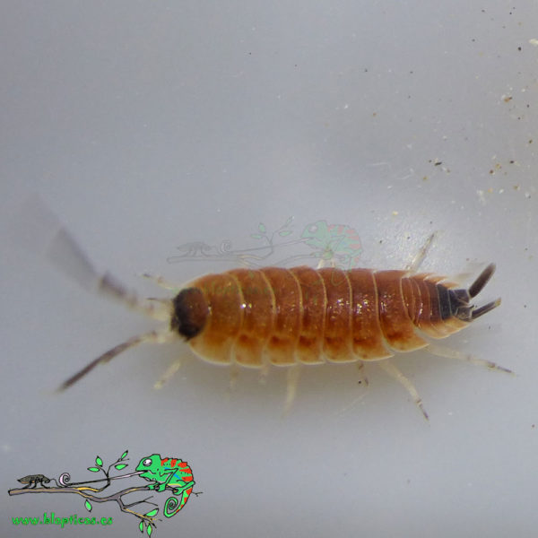 Porcellio-Silvestrii-Blapticas-2