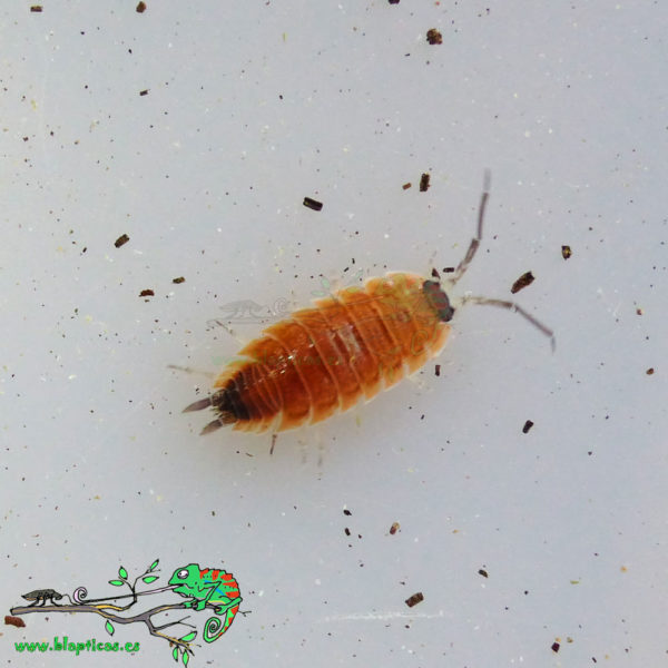 Porcellio-Silvestrii-Blapticas