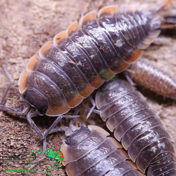 Porcellio-Sp-Morocco-Blapticas-2