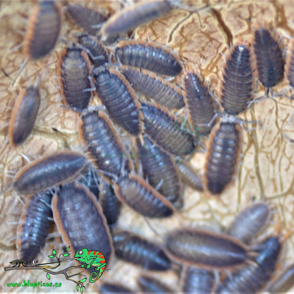 Porcellio-Sp-Morocco-Blapticas