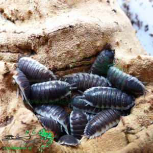 Porcellio-Sp-Sevilla-Blapticas