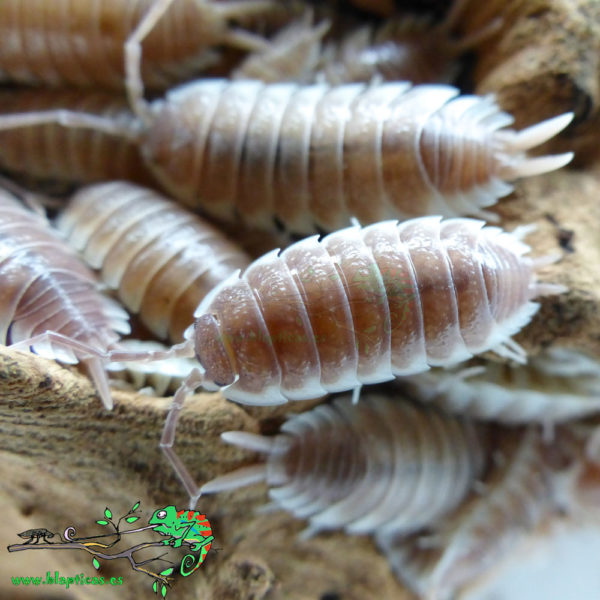 Porcellio-Sp-Sevilla-Caramel-Blapticas