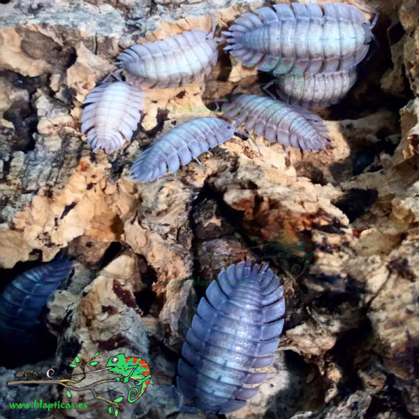 Porcellio-Spatulatus-Blapticas-2