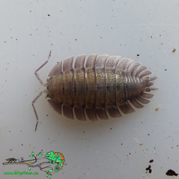 Porcellio-Spatulatus-Blapticas