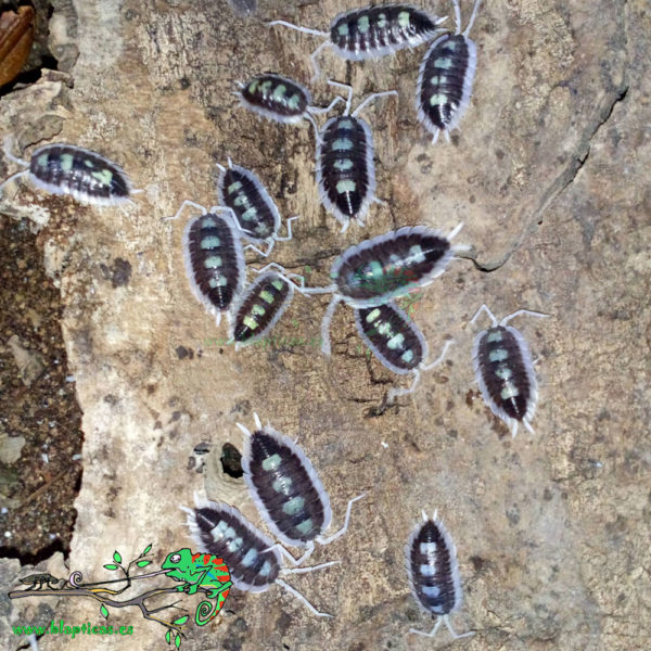 Porcellio-Succinctus-Blapticas