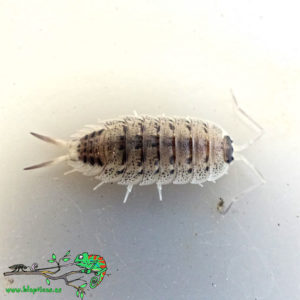 Porcellio-Violaceus-Blapticas