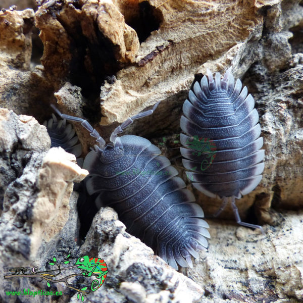 Porcellio-Werneri-Blapticas-2