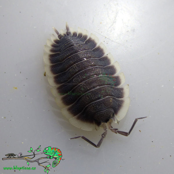 Porcellio-Werneri-Blapticas