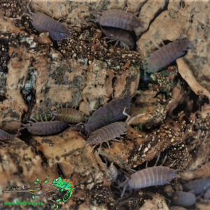 Porcellionides-Pruinosus-Vietnam-Blapticas