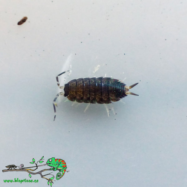 Proporcellio-Vulcanicus-Blapticas