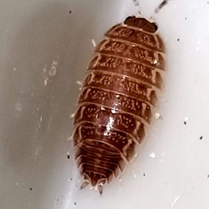 Porcellio Laevis Triana