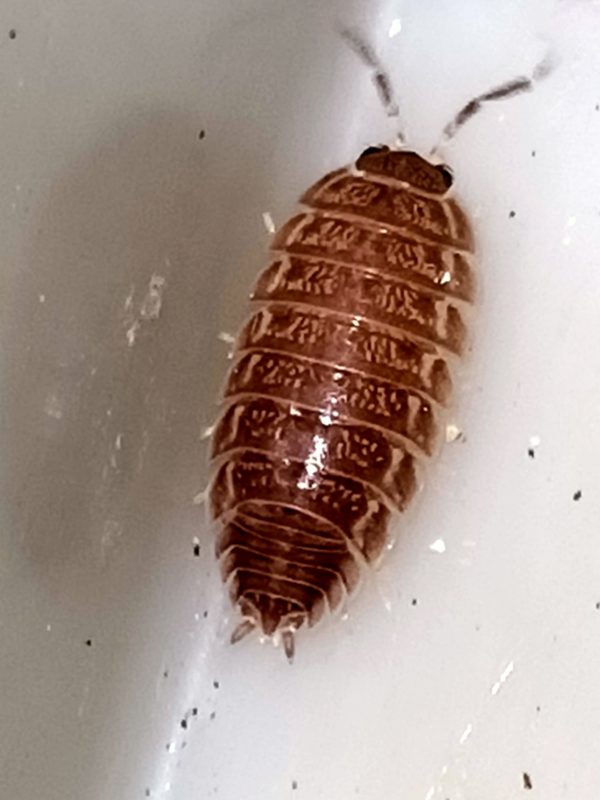 Porcellio Laevis Triana