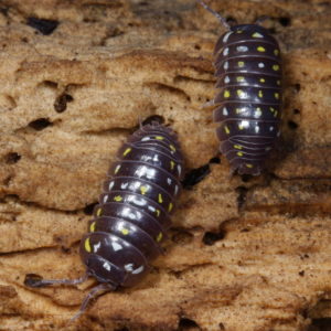 Armadillidium frontetriangulum “Corfu” Blapticas.es