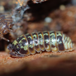 Armadillidium-pulchellum-Blapticas.es