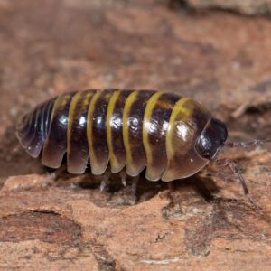 Armadillidium-sicily-Blapticas.es