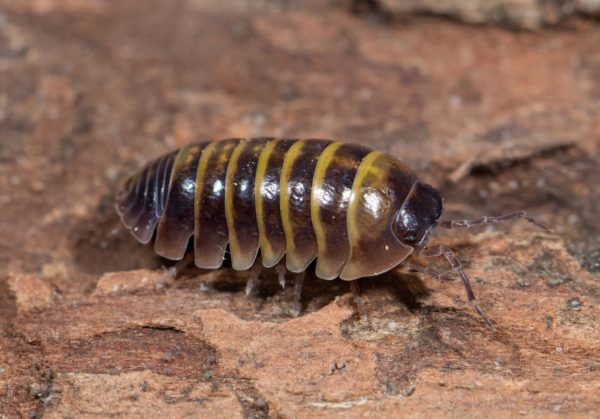 Armadillidium-sicily-Blapticas.es